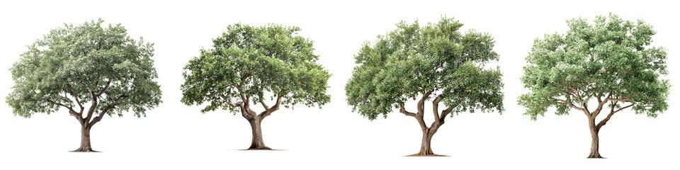 Obraz premium Lush, vibrant green trees showcasing intricate foliage, perfect for nature-themed designs, environmental projects, and educational resources, emphasizing ecological balance and beauty.