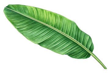 Obraz premium Isolated green leaf of a plant shows natural veins in a close-up macro view against a bright white background