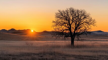 A solitary tree stands silhouetted against the setting suns orange sky