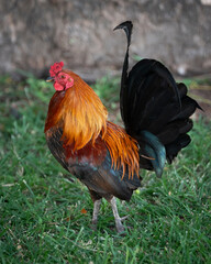 Colorful Rooster Standing on Grass in Daylight