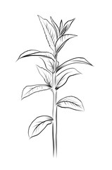 Fototapeta premium Mint herb young plant with leaves vector