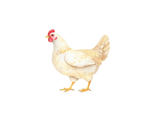 Fototapeta premium Chicken, hen and on a white background. 