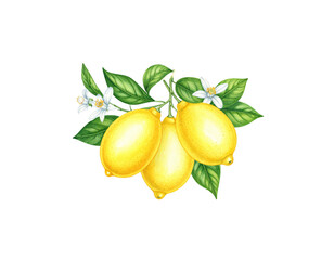 Lemon with leaves separated on white background
