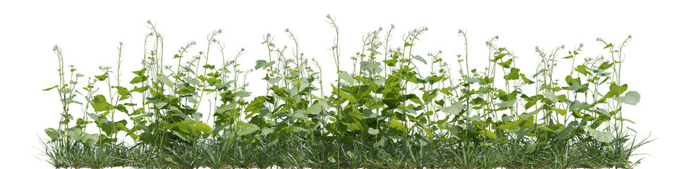 Garlic Mustard plant in nature with isolated on transparent background - PNG file, 3D rendering for create and design or etc