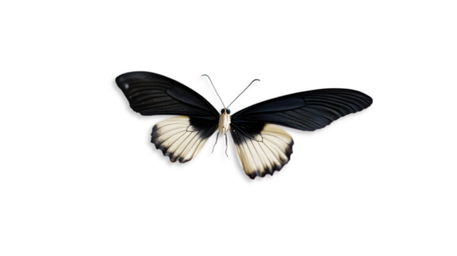 Observe Wonderful Butterfly with Black Wings, Captivating Nature's Wonders and Graceful Insect