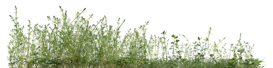 Lush green forest in the rainy season with various types of plants with isolated on transparent background - PNG file, 3D rendering for create and design or etc