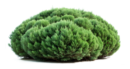 Lush rounded green shrub with dense bushy foliage and soft textured leaves, centered against a clean white background with natural lighting and shallow depth of field highlighting intricate botanical 