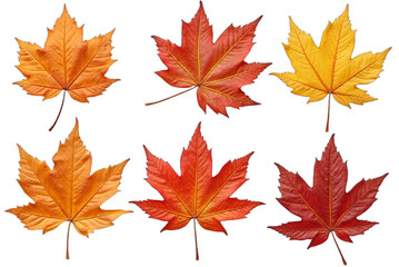 Detailed hyper-realistic fall leaves collection, warm autumn colors, macro view, arranged in a grid, isolated on transparent background. Great for seasonal design, Thanksgiving, harvest,