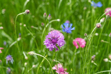 Close-up of a pink Cornflower (Centaurea cyanus) flower blooming in early summer
