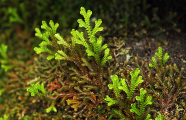Colorful ferns in the limestone crevices of Thailand
