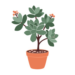 Fototapeta premium Green succulent plant in terracotta pot with red berries 