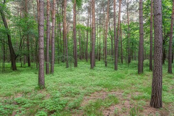 Obraz premium Serene Pine Forest Scene with Lush Green Ground Cover Eye Level View in Summer Environment