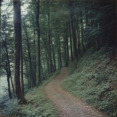 Obraz premium Forest Path Through Dense Woodland Trees in Summer, Eye-Level View of Hiking Trail in Lush Green Woods