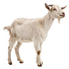 Obraz premium Goat isolated on a transparent background