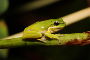 Eastern dwarf tree frog (Litoria fallax)