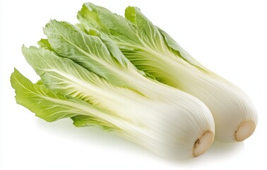 Freshly harvested light green endives ready for culinary delights on a minimalist white background