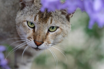 portrait of a cat in Jacaranda flowers