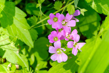 日差しに照らされたオキザリスのピンクの小花クローズアップ