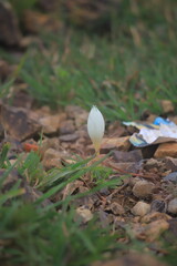 Resilient White Flower Growing Among Rocks and Trash