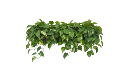 Obraz premium Golden Pothos Plant Hanging Basket on Transparent Background