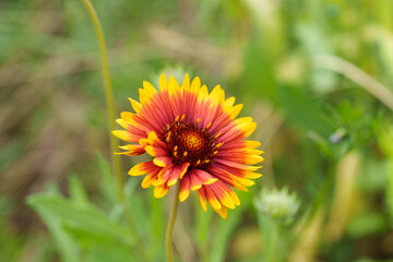 Close-up of the showy red and orange Yellow daisy (Gaillardia pulchella) flowers that bloom in early summer