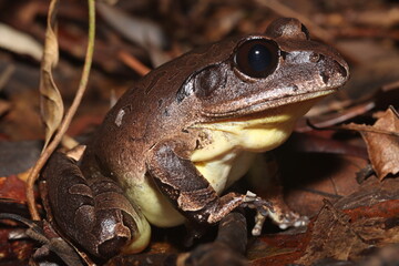 Northern barred frog (Mixophyes schevilli)