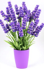 Naklejka premium lavender in a pot