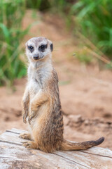 Fototapeta premium Meerkat, Suricata suricatta, on hind legs. Portrait of meerkat standing on hind legs with alert expression. Portrait of a funny meerkat sitting on its hind legs.