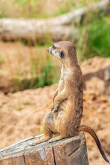 Meerkat, Suricata suricatta, on hind legs. Portrait of meerkat standing on hind legs with alert expression. Portrait of a funny meerkat sitting on its hind legs.