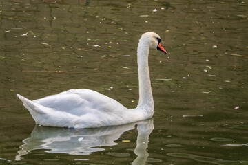 A graceful white swan swimming on a lake with dark water. The white swan is reflected in the water