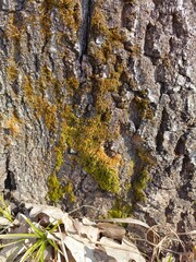 Obraz premium Textured Tree Bark with Moss Patches in Natural Close-up Style with Green and Yellow-Brown Hues for Nature Backgrounds