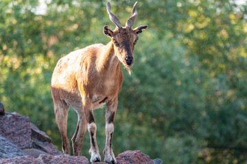 Markhor female on the rock. Latin name - Capra falconeri. Wild goat native to Central Asia, Karakoram and the Himalayas
