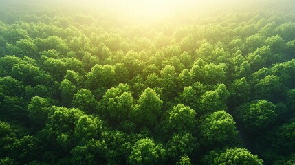 Dense forest canopy from above