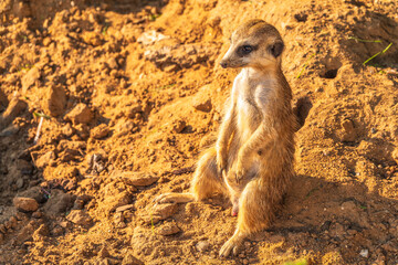 Meerkat, Suricata suricatta, on hind legs. Portrait of meerkat standing on hind legs with alert expression. Portrait of a funny meerkat sitting on its hind legs.
