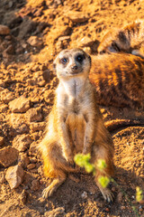 Meerkat, Suricata suricatta, on hind legs. Portrait of meerkat standing on hind legs with alert expression. Portrait of a funny meerkat sitting on its hind legs.