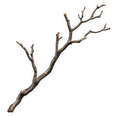 Bare brown tree branch has multiple stems on transparent background