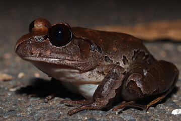 Northern barred frog (Mixophyes schevilli)