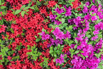 빨강 분홍 철쭉 red pink royal azalea
