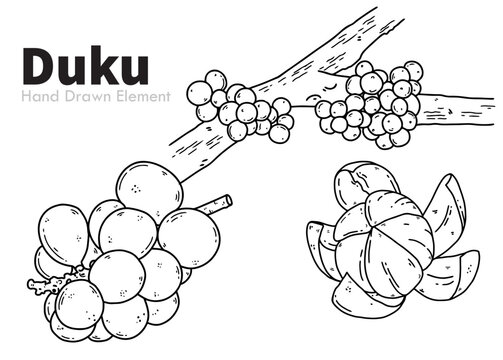 duku vector illustration