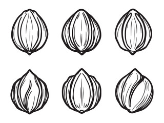 Nutmeg Line Art Illustration