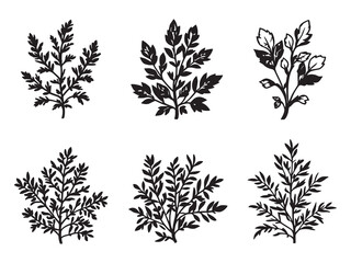 Oregano Clear Vision Simple Line Art