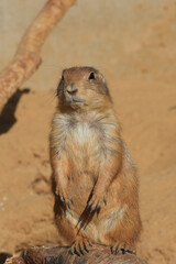 Closeup on a Black-tailed prairie dog , Cynomys ludovicianus standing tall on the outlook