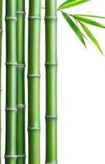 bamboo on white background
