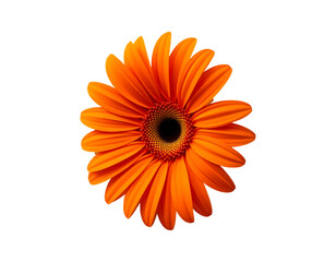 Vibrant Orange Gerbera Daisy Bloom Isolated on Transparent Background