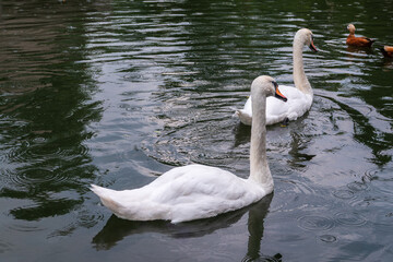 Obraz premium Two Graceful white Swans swimming in the lake, swans in the wild