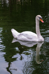 Obraz premium A graceful white swan swimming on a lake with dark water. The white swan is reflected in the water