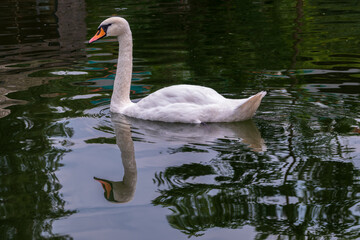 A graceful white swan swimming on a lake with dark water. The white swan is reflected in the water
