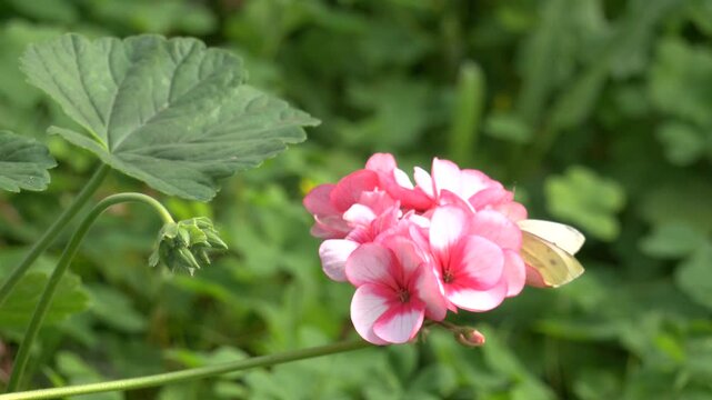 Blossom of Geranium Zonal, Pelargonium hortorum with lilac -pink flowers.  Geranium Zonal, Pelargonium hortorum with white  pink flowers
