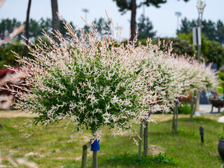 Garden landscape with white Hakuro-Nishiki (Salix integra) leaves in full bloom © HoyaEuny