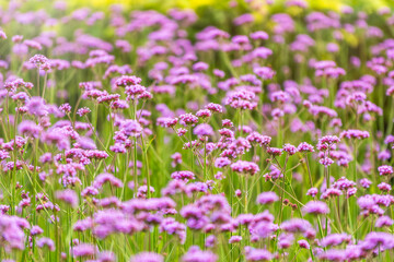 Obraz premium Verbena bonariensis flowers, Argentinian Vervain or Purpletop Vervain, Clustertop Vervain, Tall Verbena, Pretty Verbena, in garden